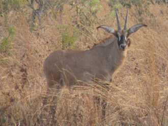 02 Antilope Cheval Alias Hippotrague